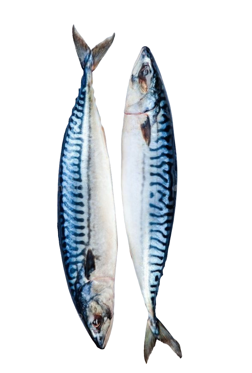 Makrellfisk 200/400g 20kg