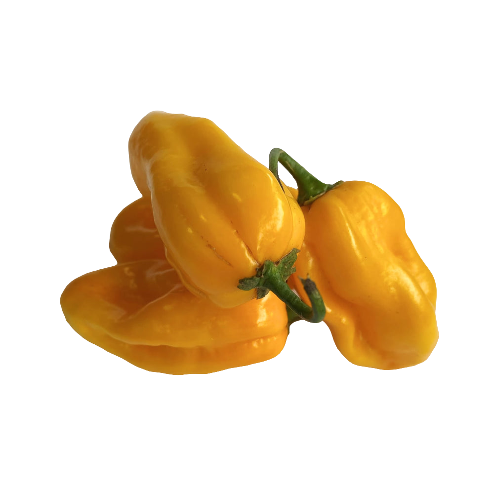 Habanero Yellow 1KG